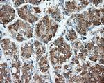 MTRF1L Antibody in Immunohistochemistry (Paraffin) (IHC (P))