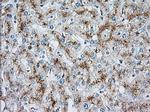 MTRF1L Antibody in Immunohistochemistry (Paraffin) (IHC (P))