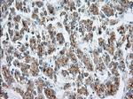 MTRF1L Antibody in Immunohistochemistry (Paraffin) (IHC (P))