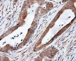 MTRF1L Antibody in Immunohistochemistry (Paraffin) (IHC (P))