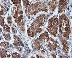 MTRF1L Antibody in Immunohistochemistry (Paraffin) (IHC (P))