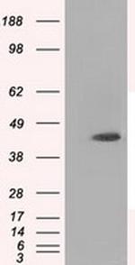 MTRF1L Antibody in Western Blot (WB)