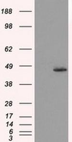 MTRF1L Antibody in Western Blot (WB)