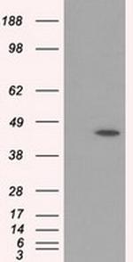 MTRF1L Antibody in Western Blot (WB)