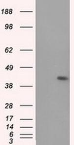 MTRF1L Antibody in Western Blot (WB)