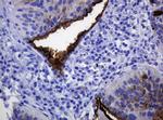 MUC1 Antibody in Immunohistochemistry (Paraffin) (IHC (P))