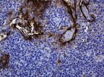 MUC1 Antibody in Immunohistochemistry (Paraffin) (IHC (P))