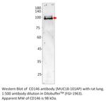 CD146 Polyclonal Antibody
