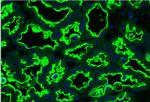 MUC1 Antibody in Immunocytochemistry (ICC/IF)