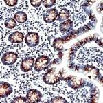 MUC2 Monoclonal Antibody (SPM512)