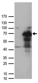 MUS81 Antibody in Western Blot (WB)