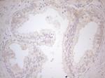 MXD4 Antibody in Immunohistochemistry (Paraffin) (IHC (P))