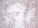 MXD4 Antibody in Immunohistochemistry (Paraffin) (IHC (P))