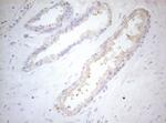 MXD4 Antibody in Immunohistochemistry (Paraffin) (IHC (P))