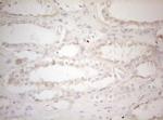 MXD4 Antibody in Immunohistochemistry (Paraffin) (IHC (P))