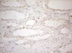 MXD4 Antibody in Immunohistochemistry (Paraffin) (IHC (P))