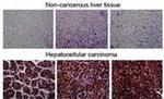 MYADM Antibody in Immunohistochemistry (Paraffin) (IHC (P))