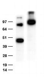 MYC tag Antibody in Western Blot (WB)