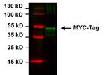 Myc Tag Monoclonal Antibody (Myc.A7), DyLight™ 800 4X PEG