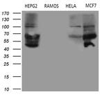 MYCN Antibody in Western Blot (WB)