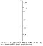 MyD88 Polyclonal Antibody
