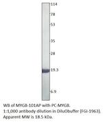 Myoglobin Polyclonal Antibody