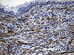 MYL1 Antibody in Immunohistochemistry (Paraffin) (IHC (P))