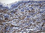 MYL1 Antibody in Immunohistochemistry (Paraffin) (IHC (P))