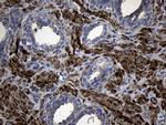 MYL1 Antibody in Immunohistochemistry (Paraffin) (IHC (P))