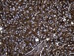 MYL1 Antibody in Immunohistochemistry (Paraffin) (IHC (P))