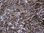 MYL1 Antibody in Immunohistochemistry (Paraffin) (IHC (P))