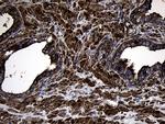 MYL1 Antibody in Immunohistochemistry (Paraffin) (IHC (P))