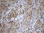 MYL1 Antibody in Immunohistochemistry (Paraffin) (IHC (P))