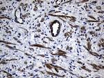 MYL1 Antibody in Immunohistochemistry (Paraffin) (IHC (P))