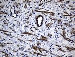 MYL1 Antibody in Immunohistochemistry (Paraffin) (IHC (P))
