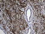 MYL1 Antibody in Immunohistochemistry (Paraffin) (IHC (P))