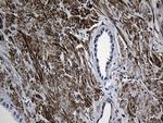 MYL1 Antibody in Immunohistochemistry (Paraffin) (IHC (P))