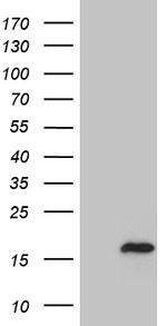 MYL1 Antibody in Western Blot (WB)