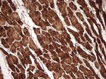 MYL4 Antibody in Immunohistochemistry (Paraffin) (IHC (P))