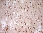 MYL4 Antibody in Immunohistochemistry (Paraffin) (IHC (P))
