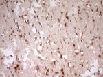 MYL4 Antibody in Immunohistochemistry (Paraffin) (IHC (P))