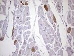 MYL4 Antibody in Immunohistochemistry (Paraffin) (IHC (P))