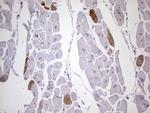 MYL4 Antibody in Immunohistochemistry (Paraffin) (IHC (P))