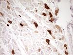 MYL4 Antibody in Immunohistochemistry (Paraffin) (IHC (P))