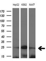 MYL4 Antibody in Western Blot (WB)