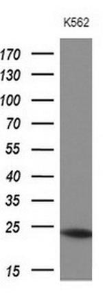 MYL4 Antibody in Western Blot (WB)