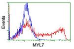 MYL7 Antibody in Flow Cytometry (Flow)