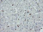 MYL7 Antibody in Immunohistochemistry (Paraffin) (IHC (P))