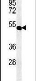 MYLIP Antibody in Western Blot (WB)