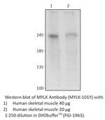 MYLK Polyclonal Antibody